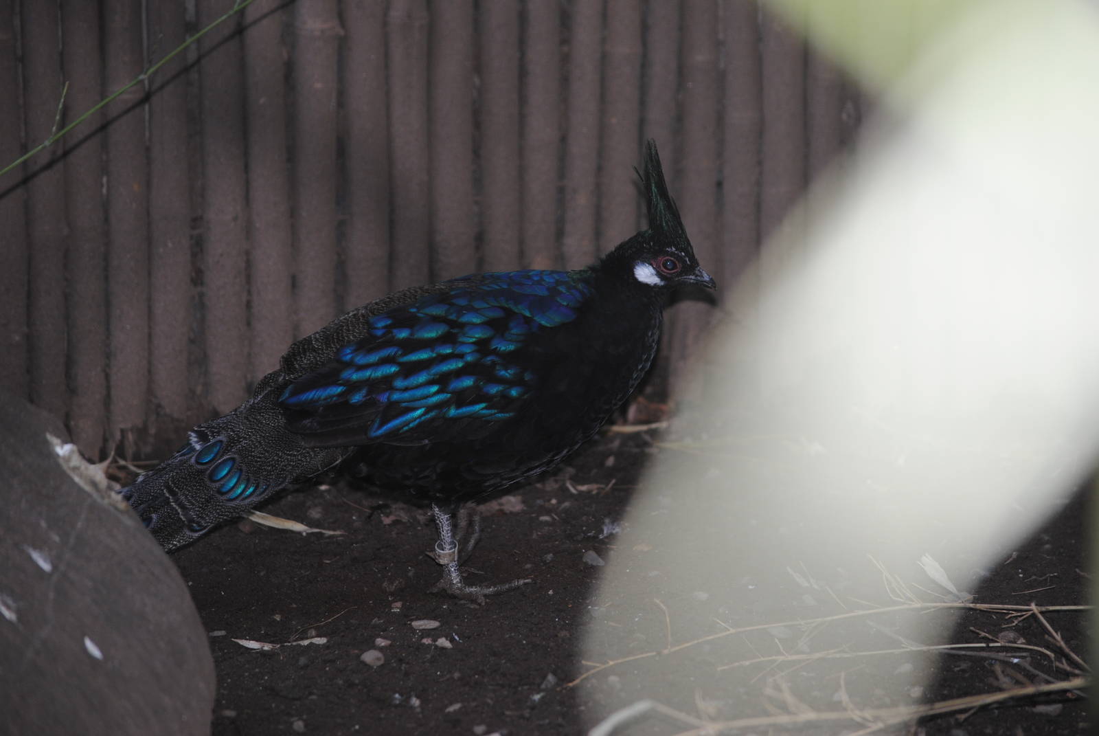 Palawan Peacock-Pheasant