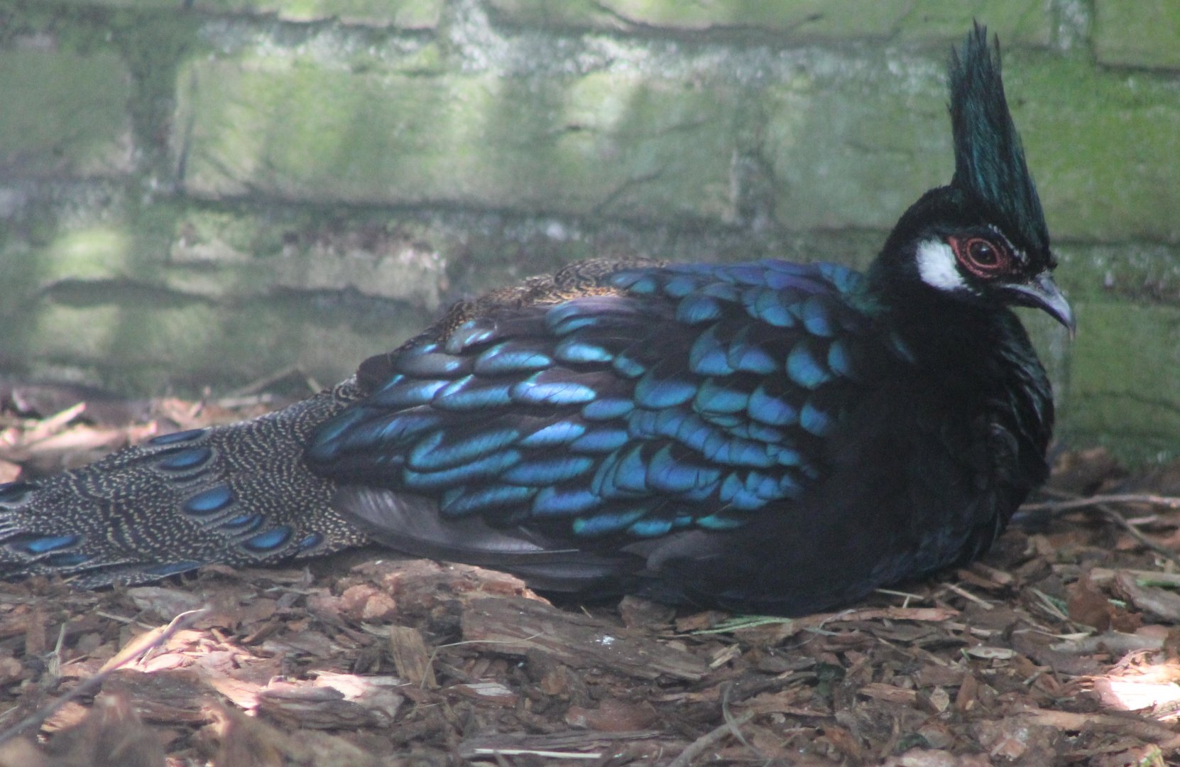 Palawan peacock-pheasant