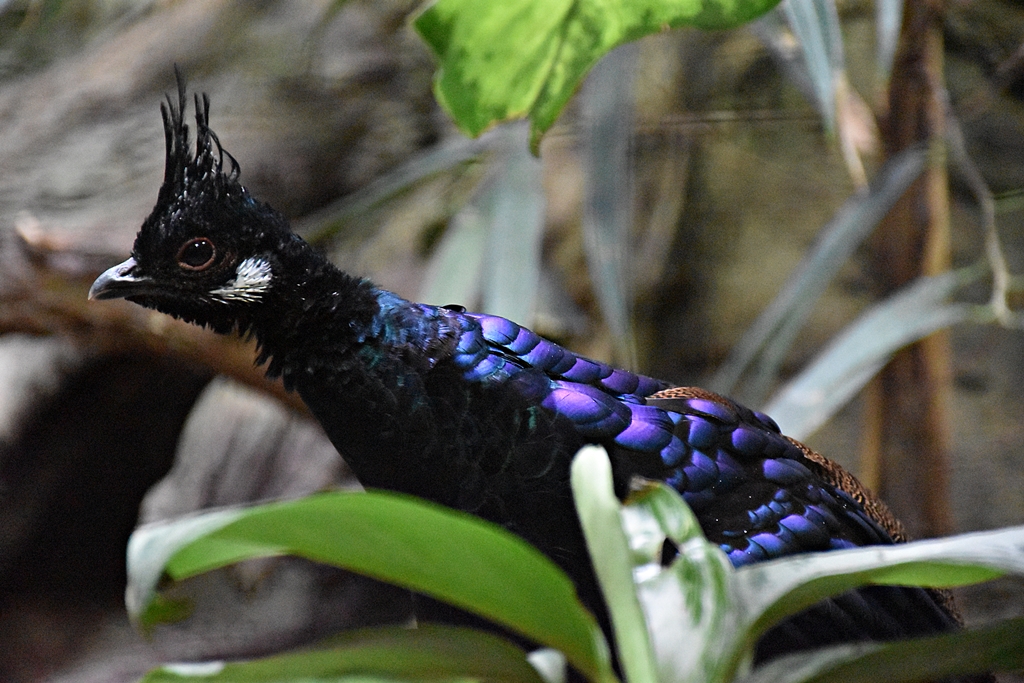 Palawan Peacock-Pheasant