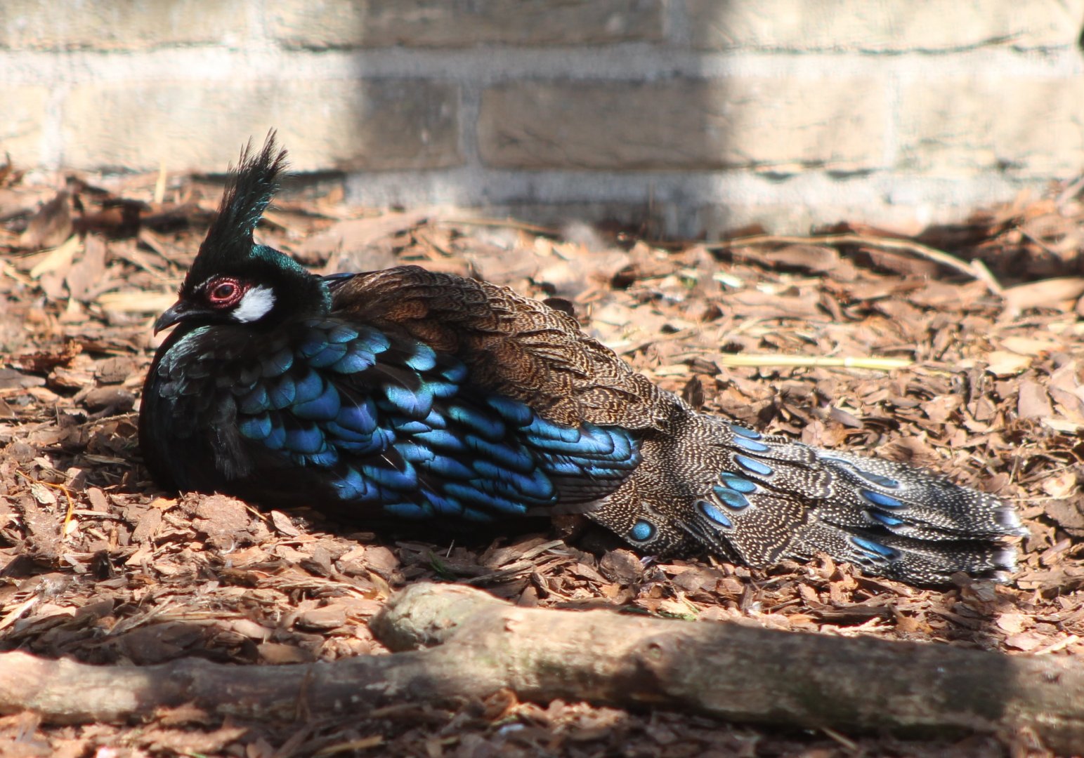 Palawan peacock-pheasant