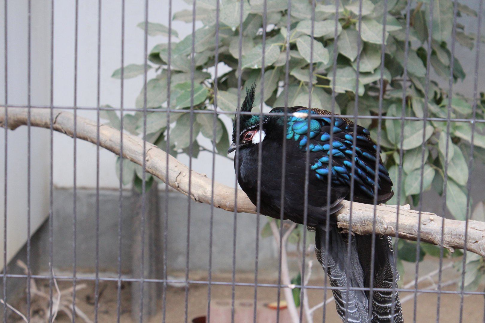 palawan peacock-pheasant