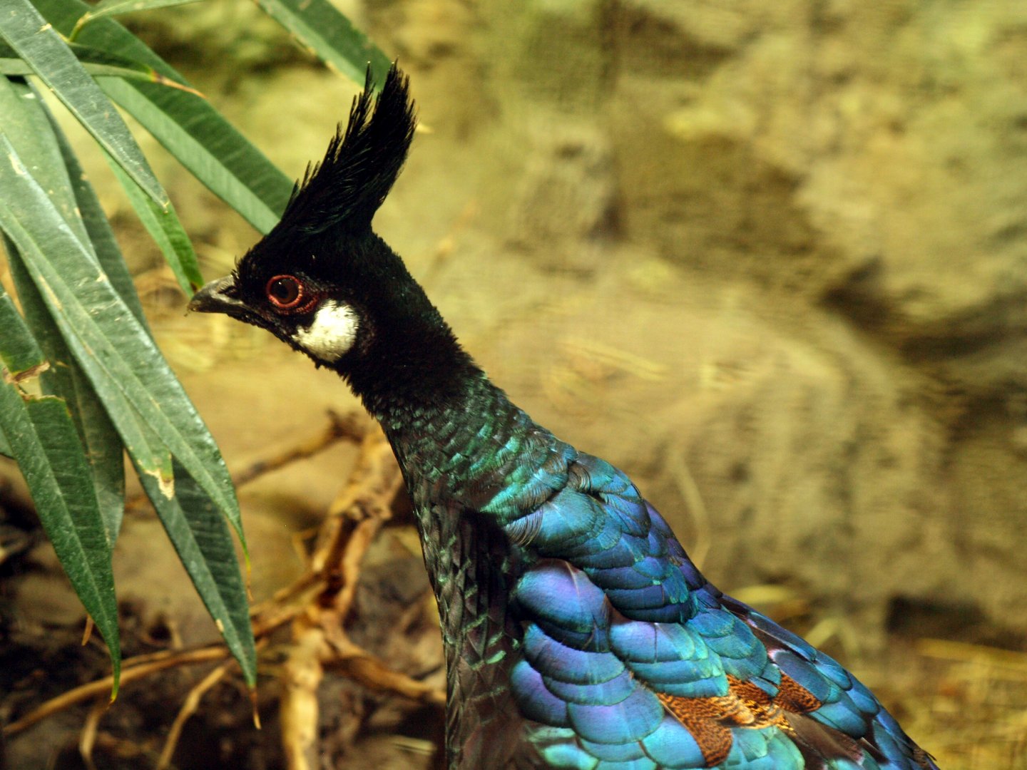 Palawan peacock pheasant