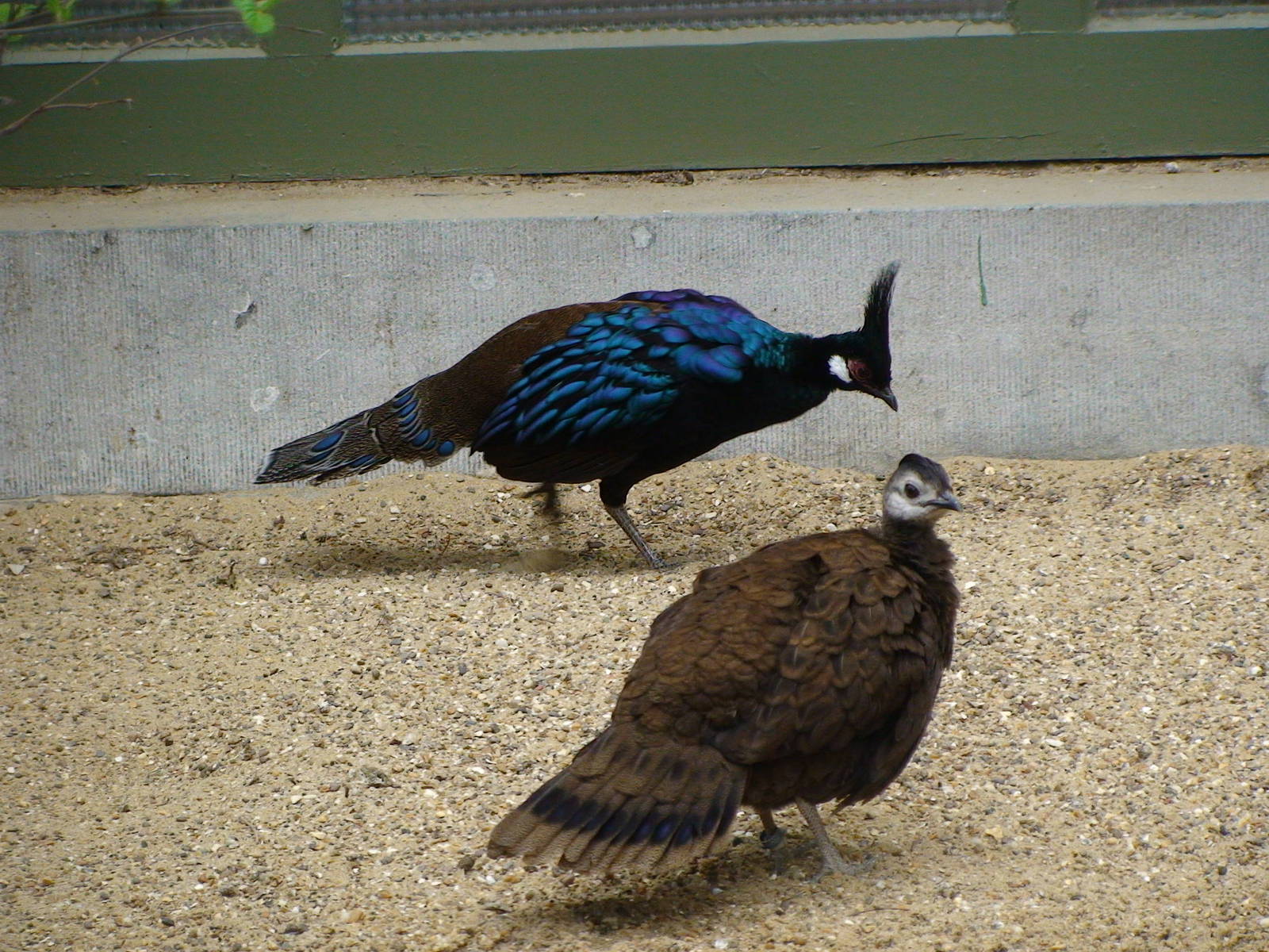 Palawan Peacock Pheasant