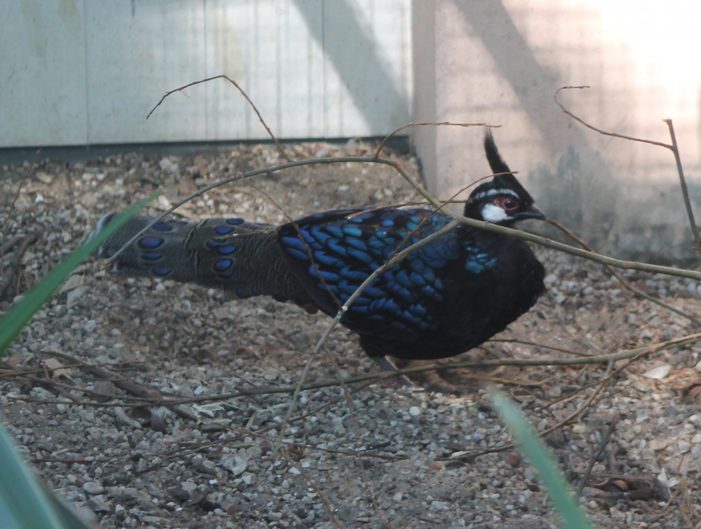 Palawan peacock-pheasant