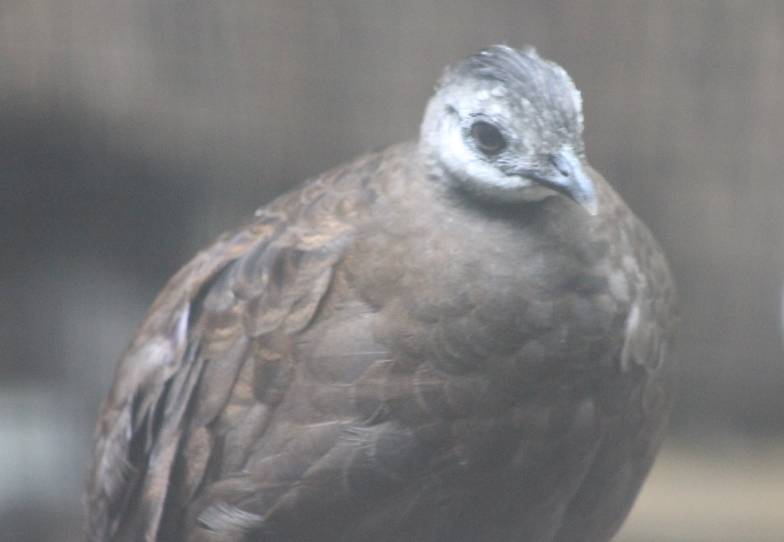 Palawan peacock-pheasant