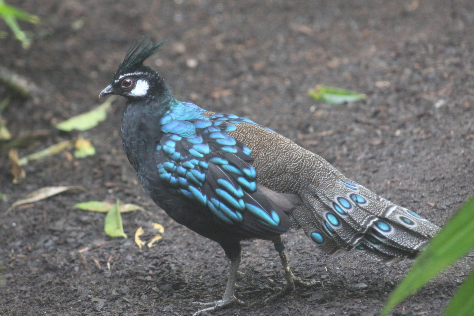 Palawan Peacock-Pheasant