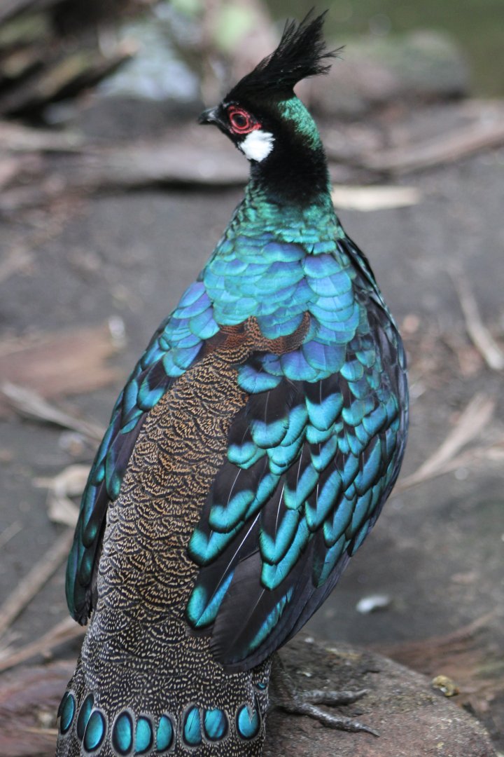 Palawan peacock-pheasant
