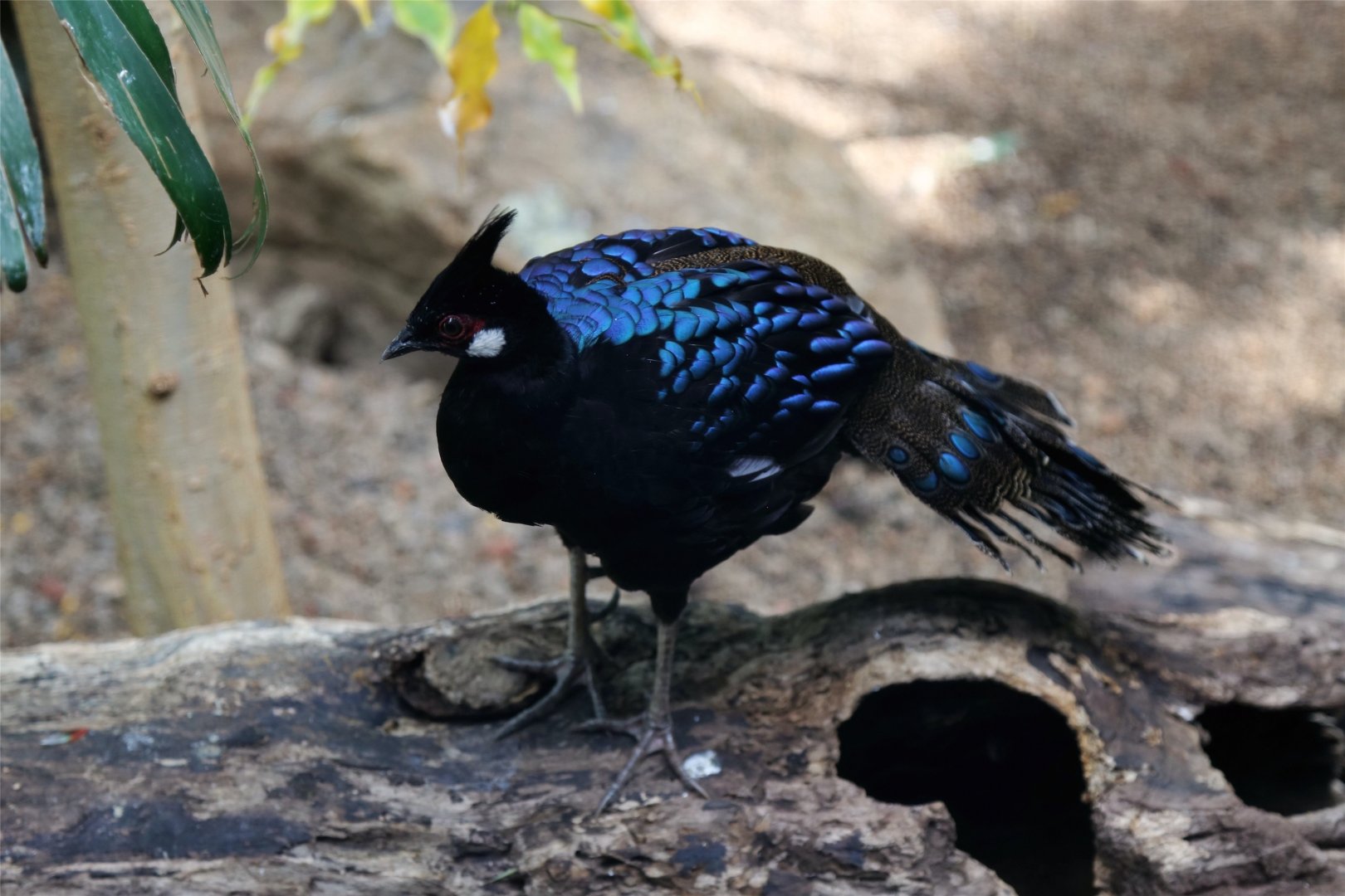 Palawan Peacock-pheasant