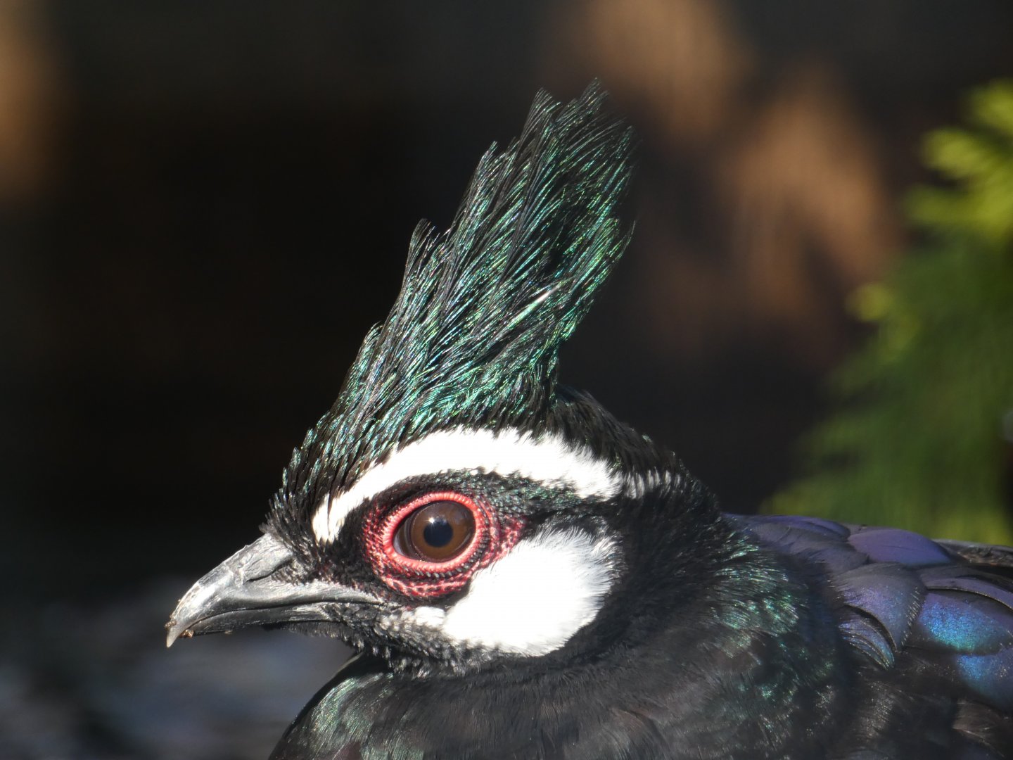 Palawan Peacock-pheasant
