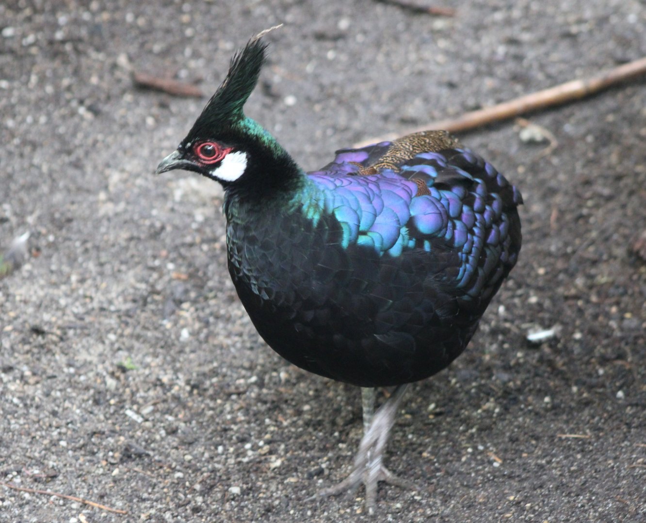 Palawan peacock-pheasant