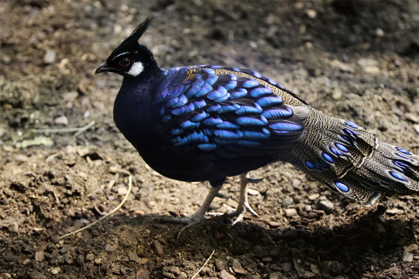 Palawan Peacock-pheasant