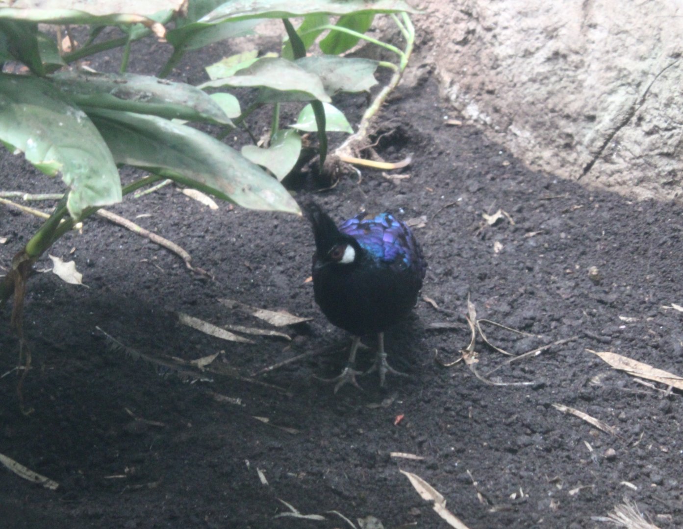 Palawan peacock pheasant