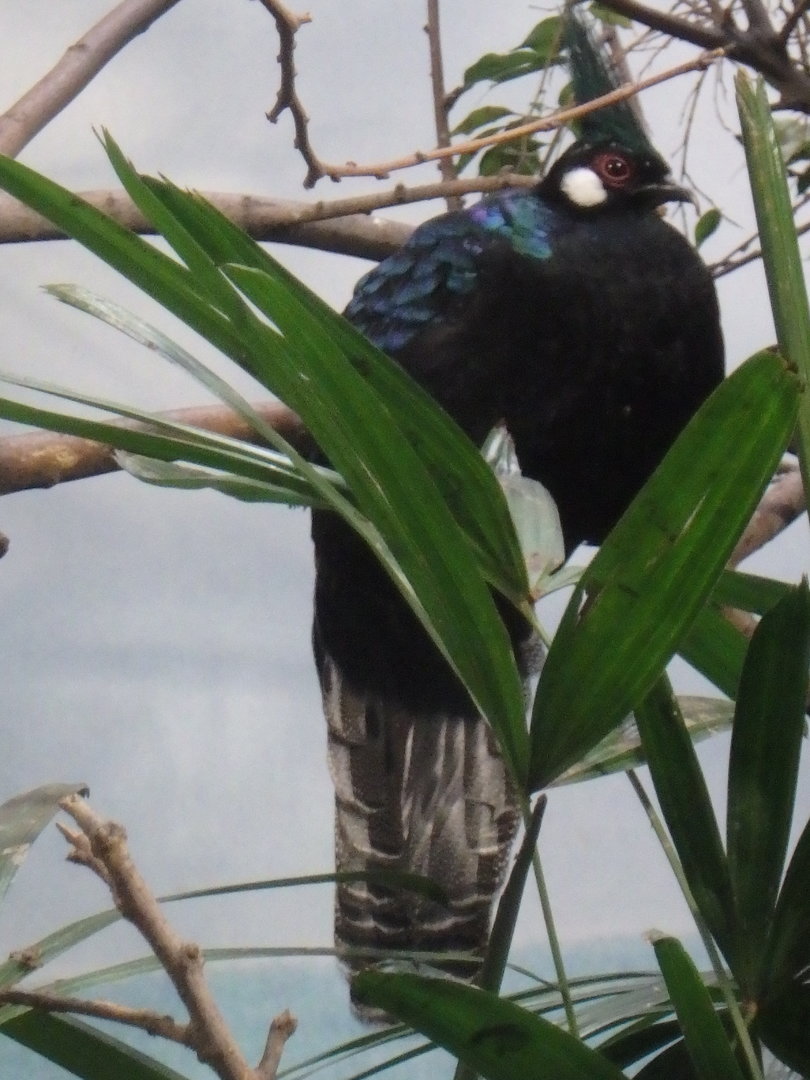 Palawan peacock-pheasant
