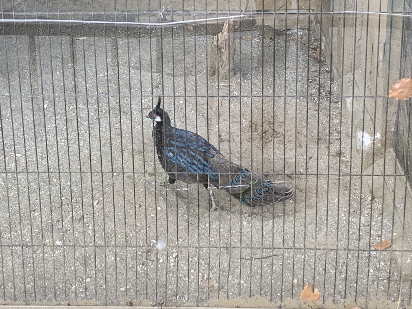 Palawan Peacock Pheasant