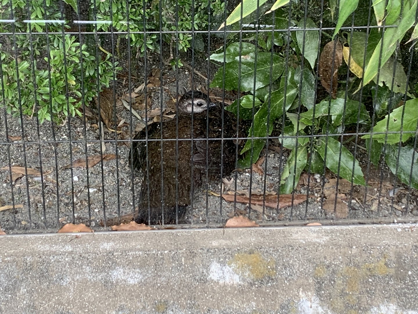 Palawan Peacock Pheasant