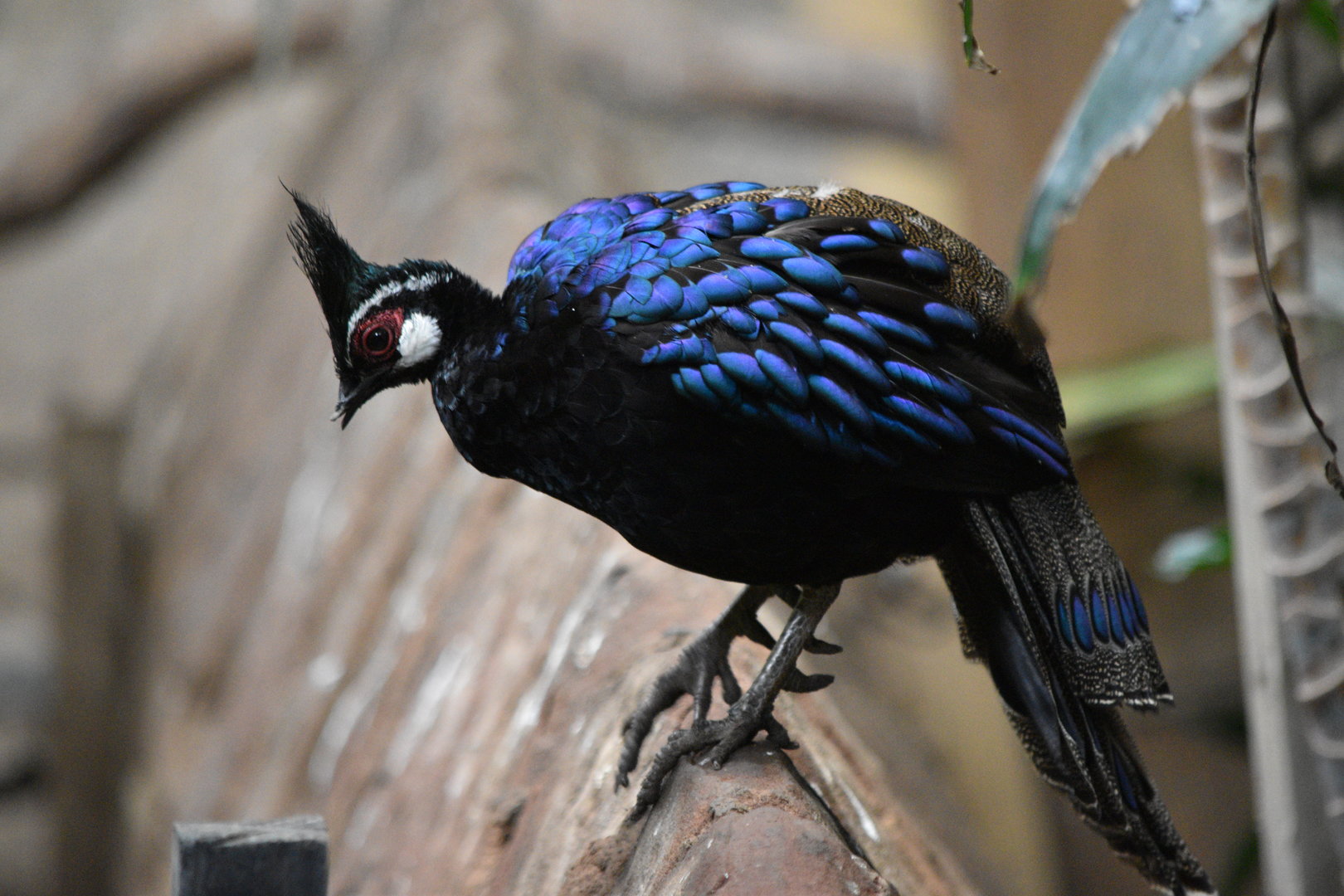Palawan Peacock-Pheasant
