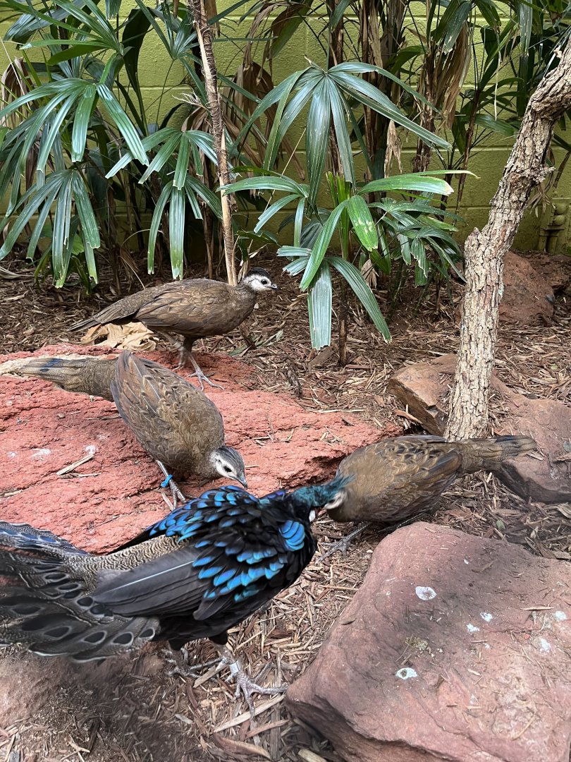 Palawan Peacock-Pheasant