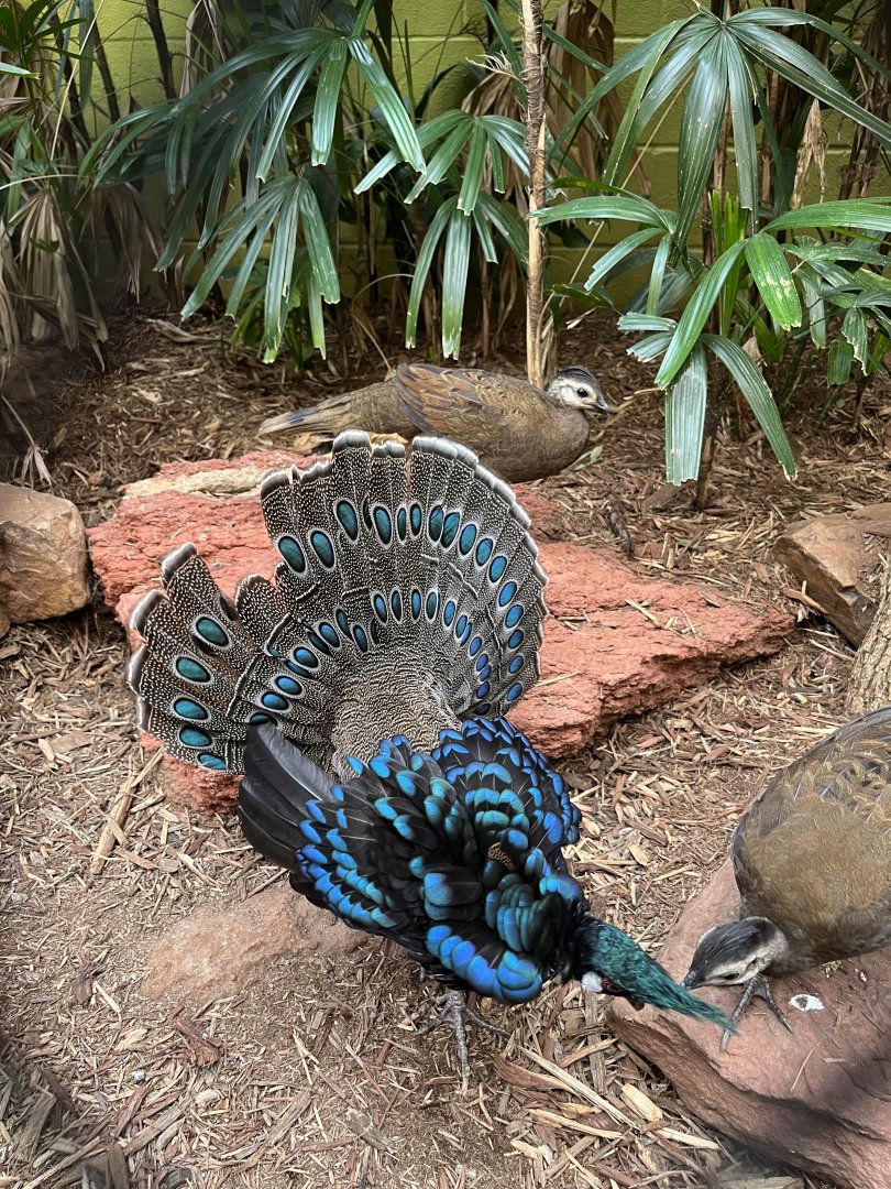 Palawan Peacock-Pheasant