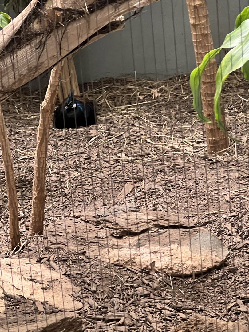 Palawan Peacock Pheasant