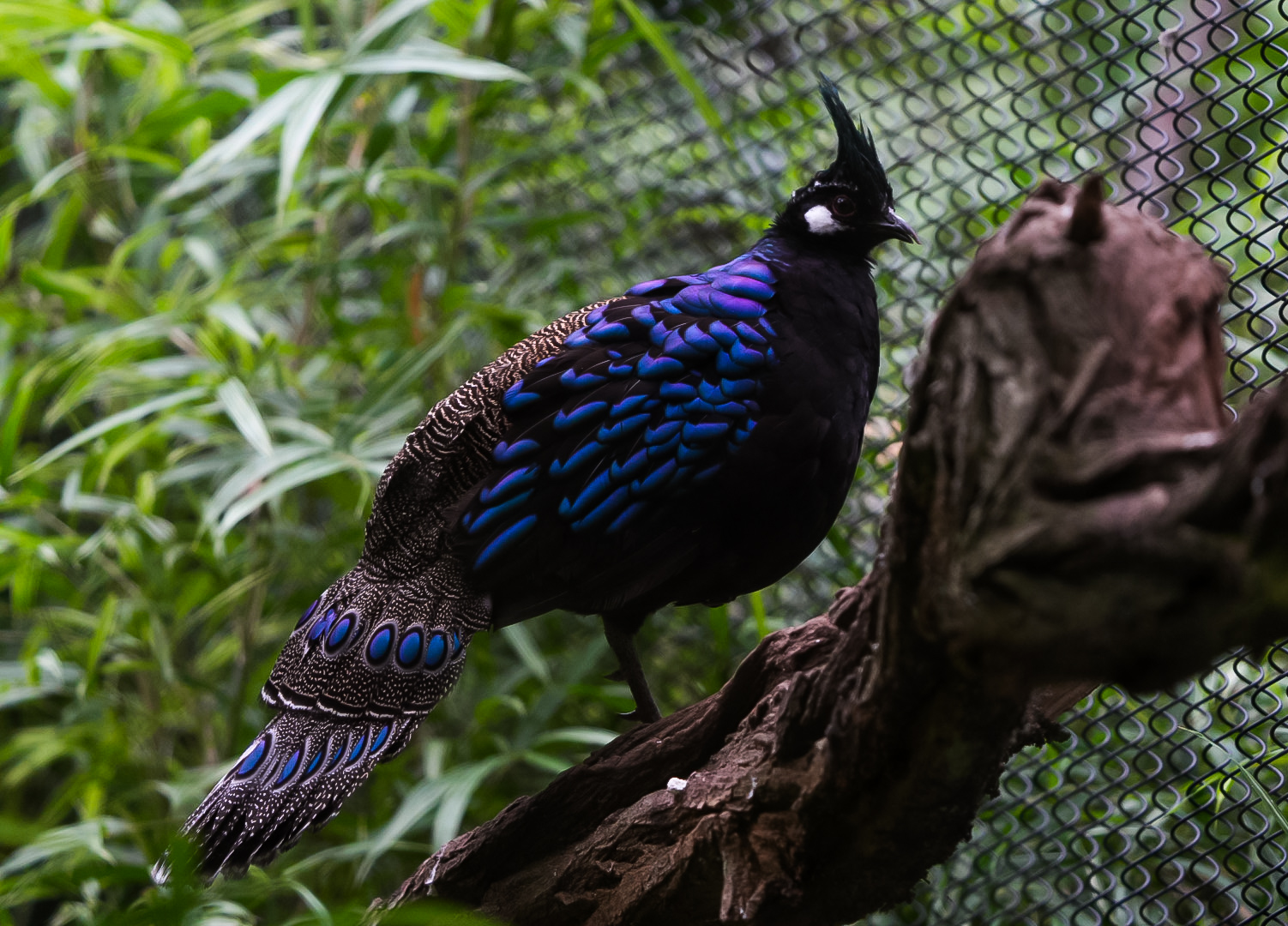 Palawan Peacock Pheasant