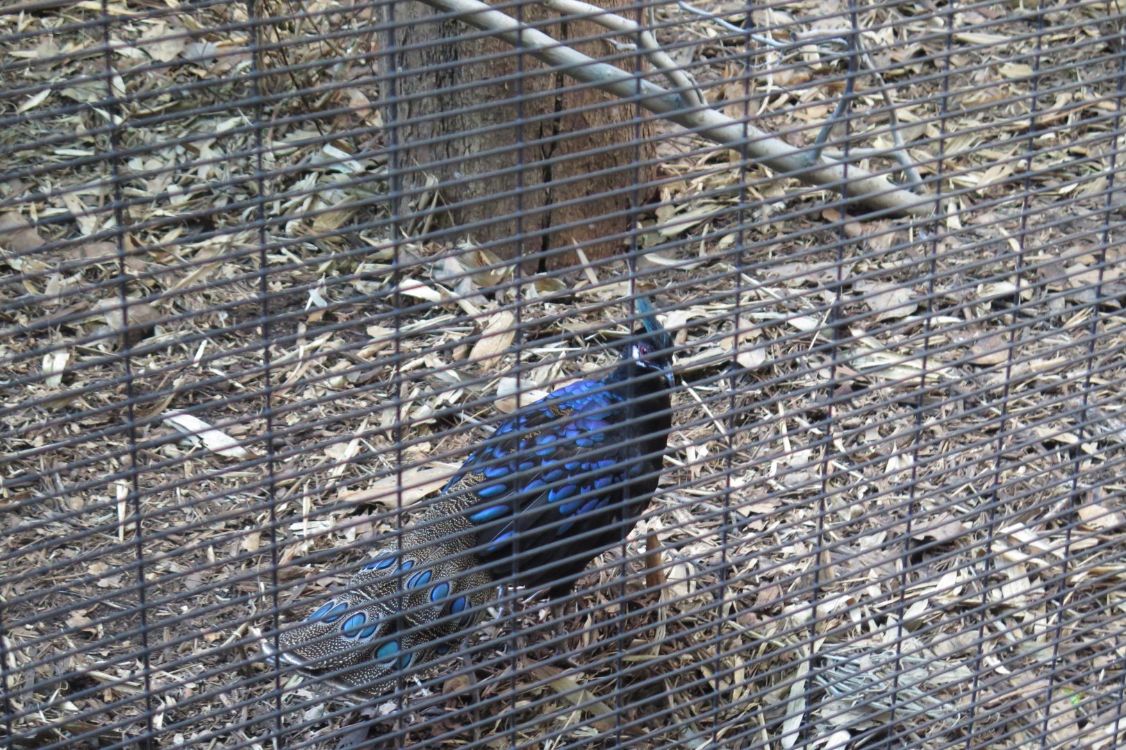 Palawan Peacock Pheasant