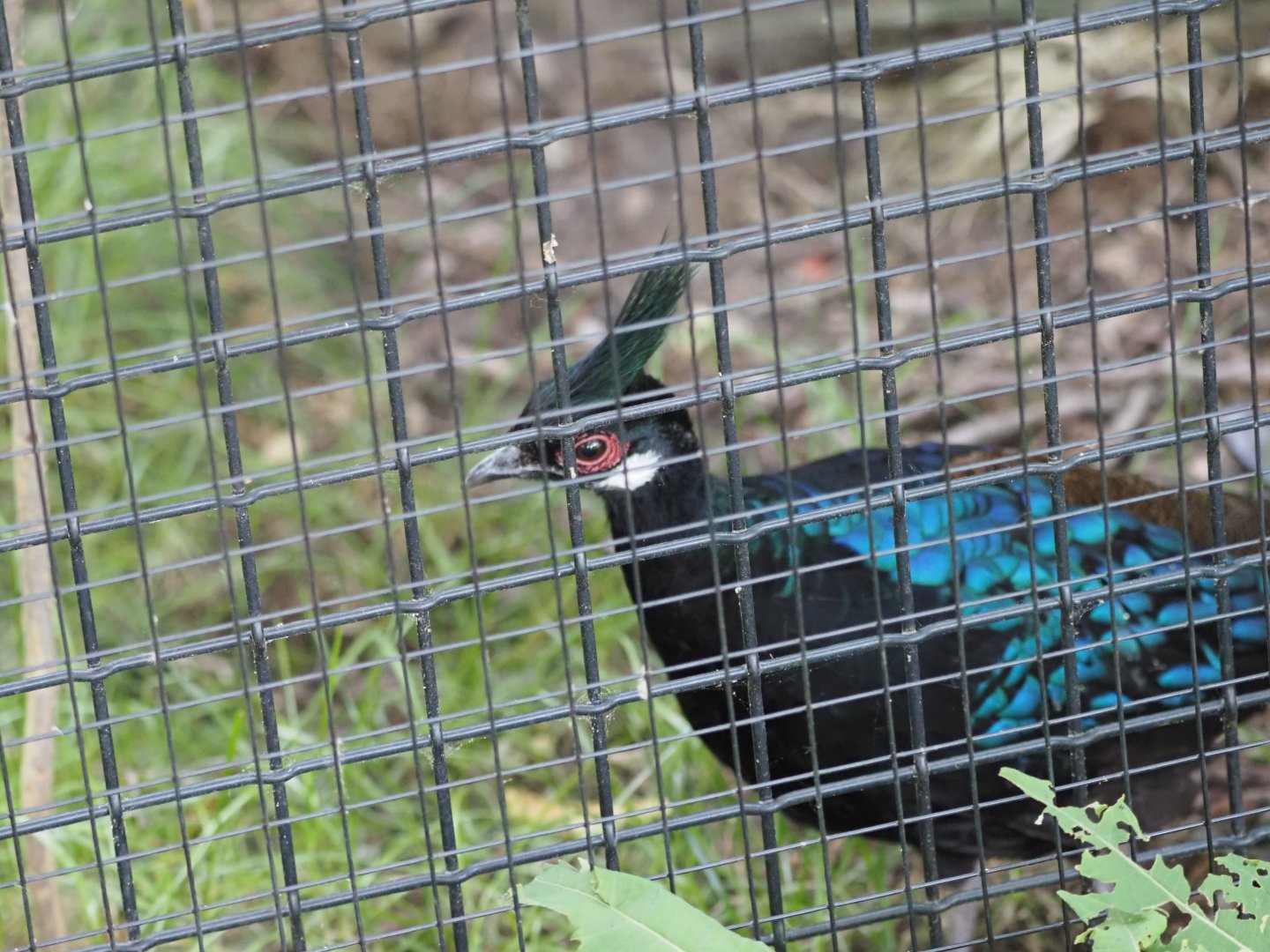 Palawan Peacock Pheasant