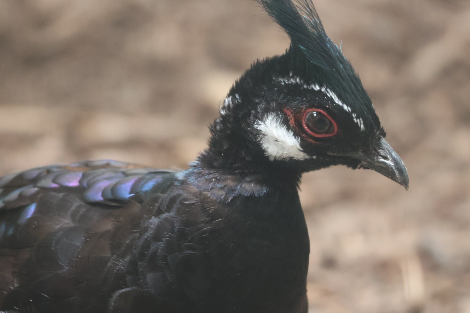 Palawan Peacock Pheasant