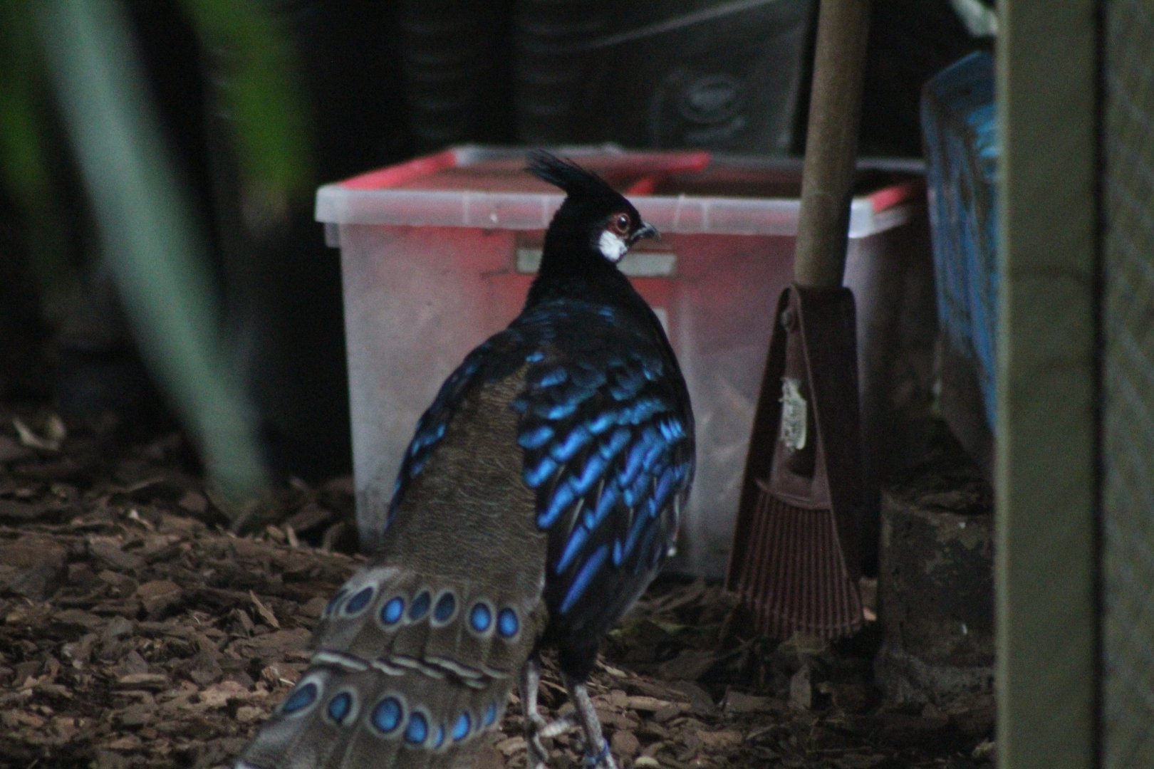 Palawan Peacock-Pheasant