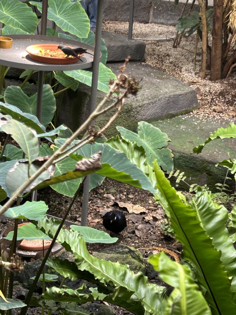 Palawan peacock pheasant