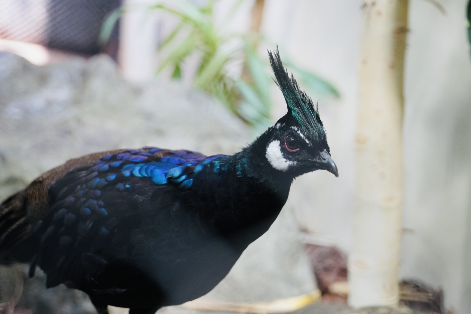 Palawan Peacock-Pheasant