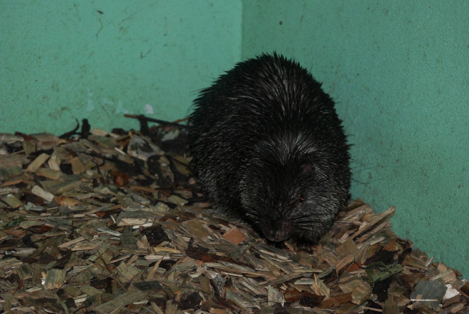 Palawan Porcupine at Pilsen, 31/08/12