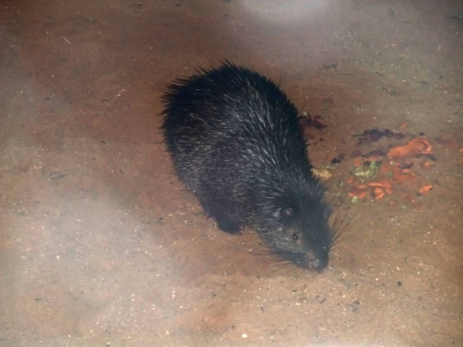 Palawan Porcupine at Plzen, 25/05/10
