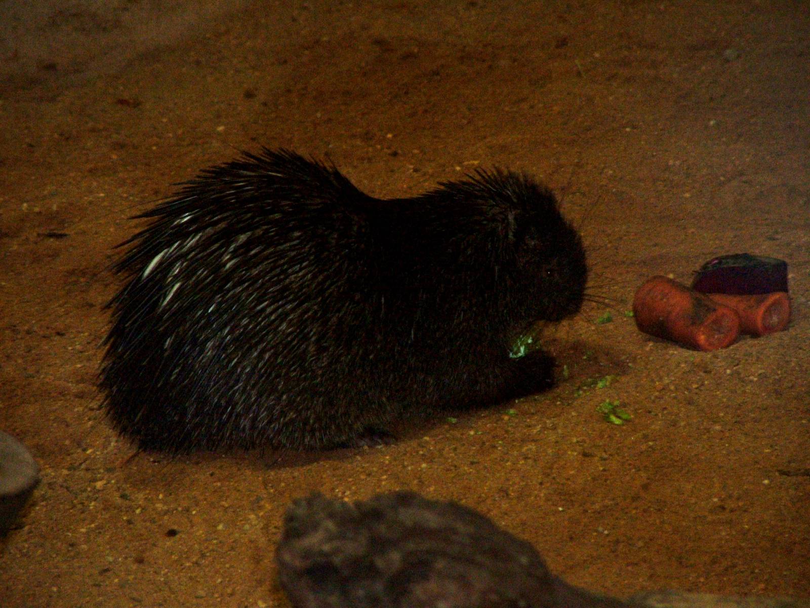 Palawan Porcupine at Plzen, 25/05/10