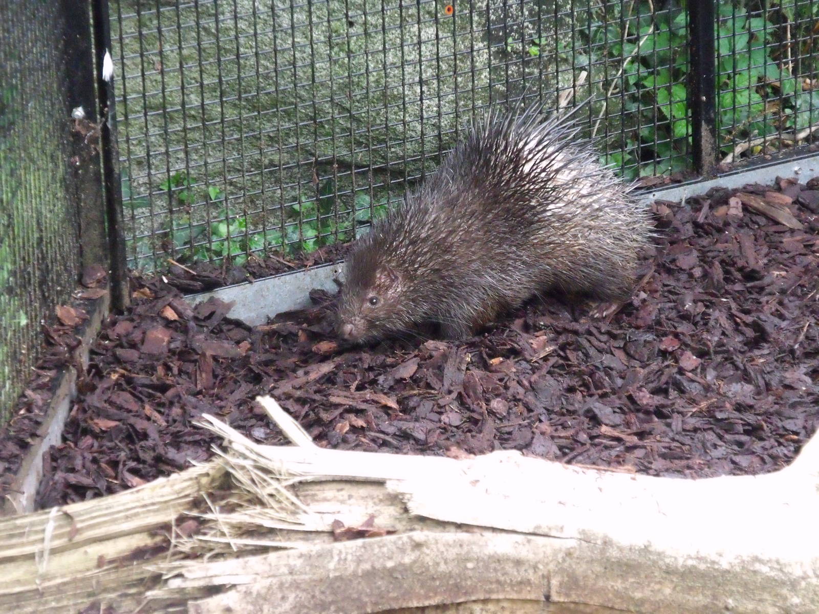 Palawan Porcupine (Hystrix pumila)