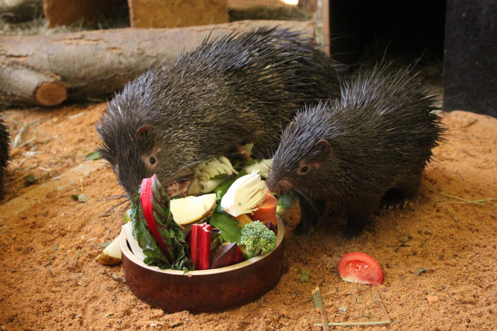 Palawan porcupine (Hystrix pumila)
