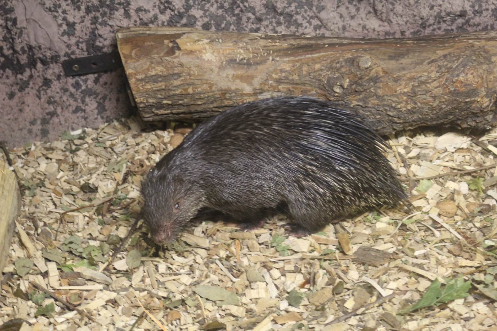 Palawan Porcupine
