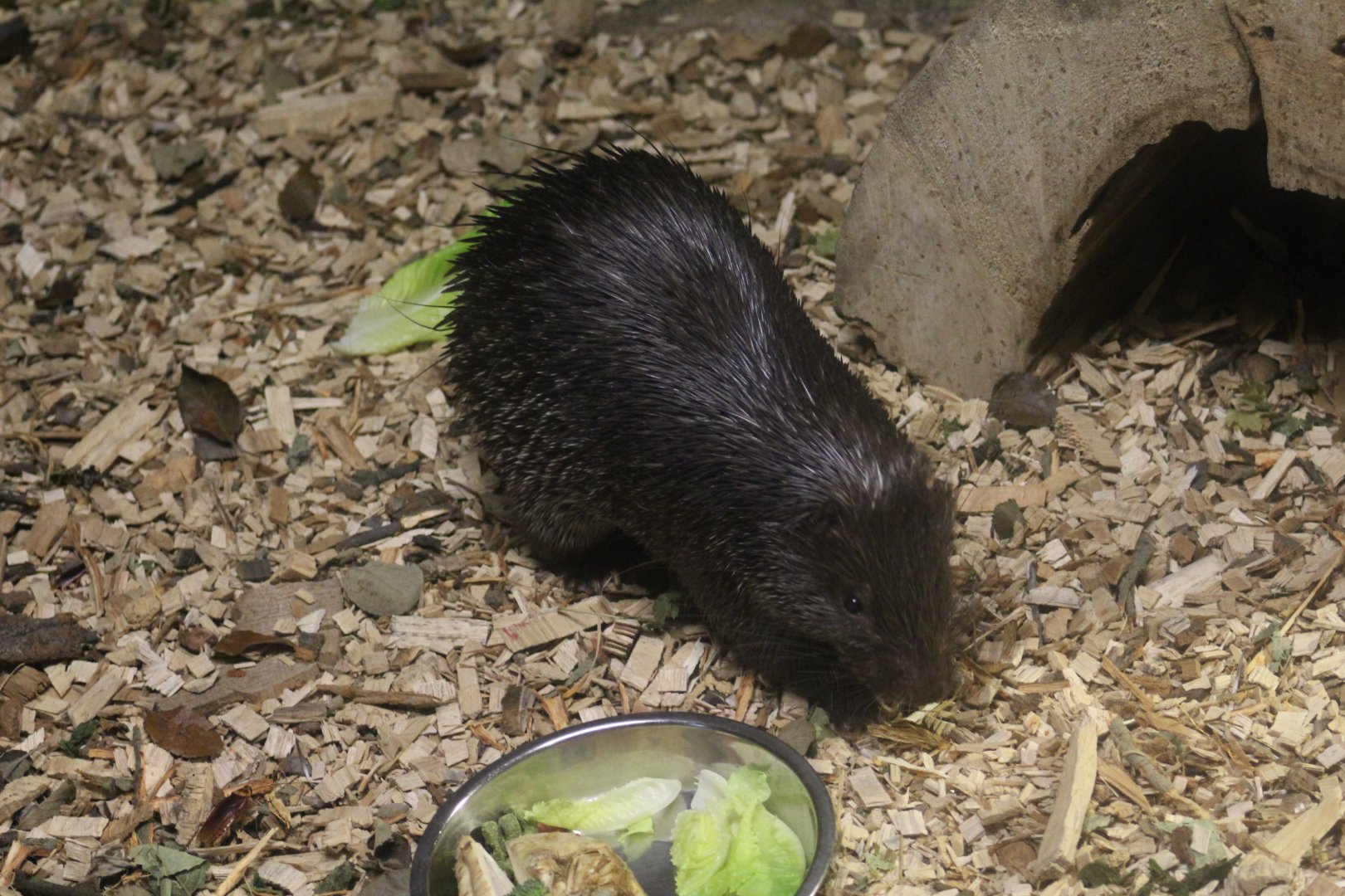 Palawan Porcupine