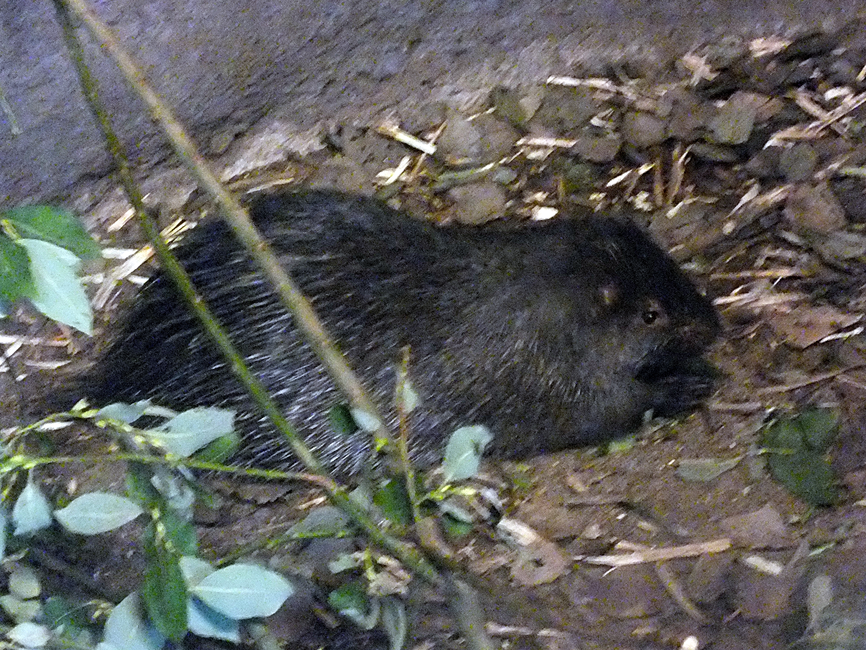 Palawan porcupine
