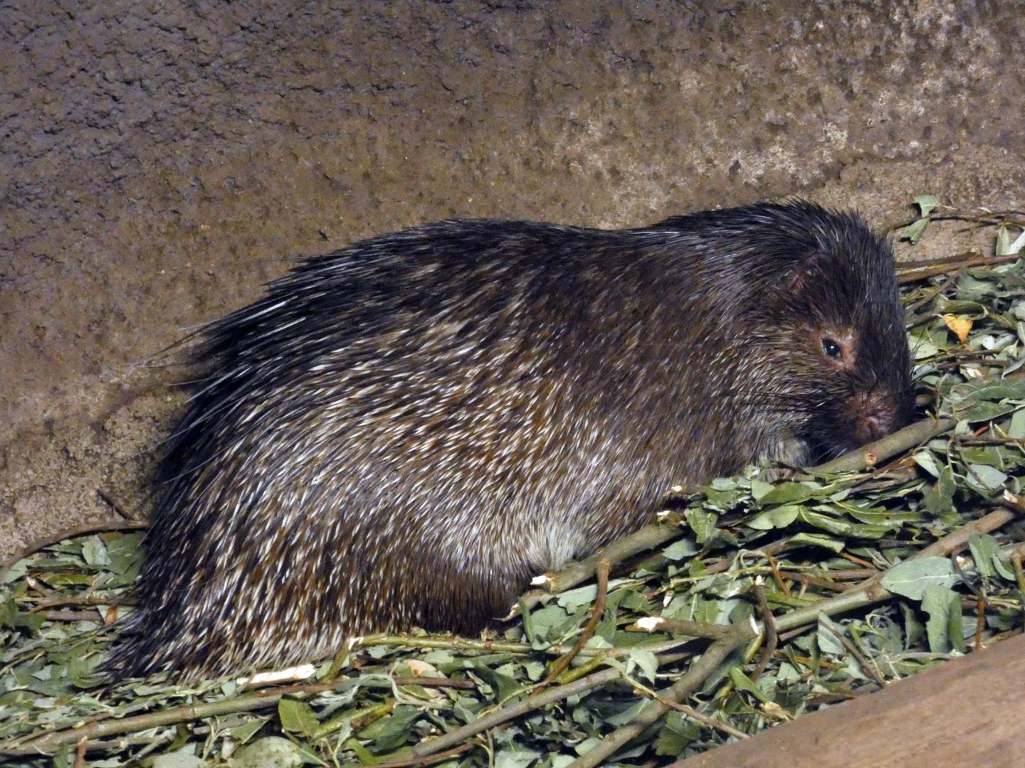 Palawan porcupine