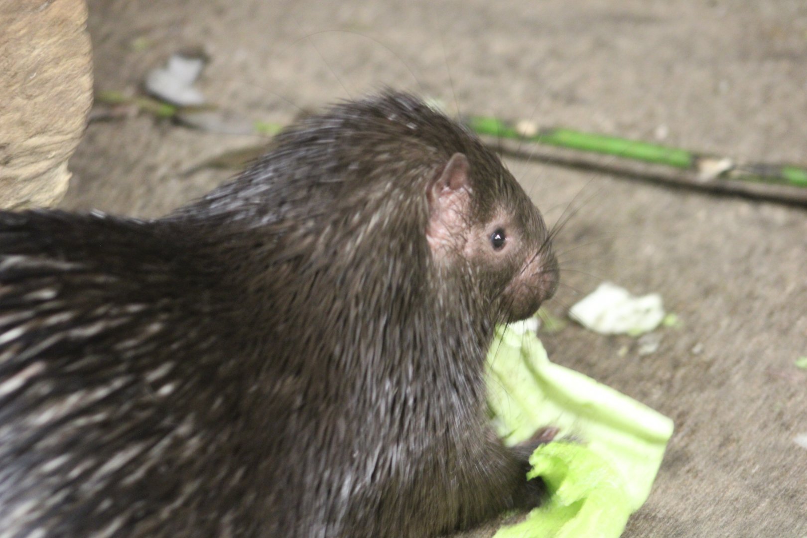 Palawan Porcupine