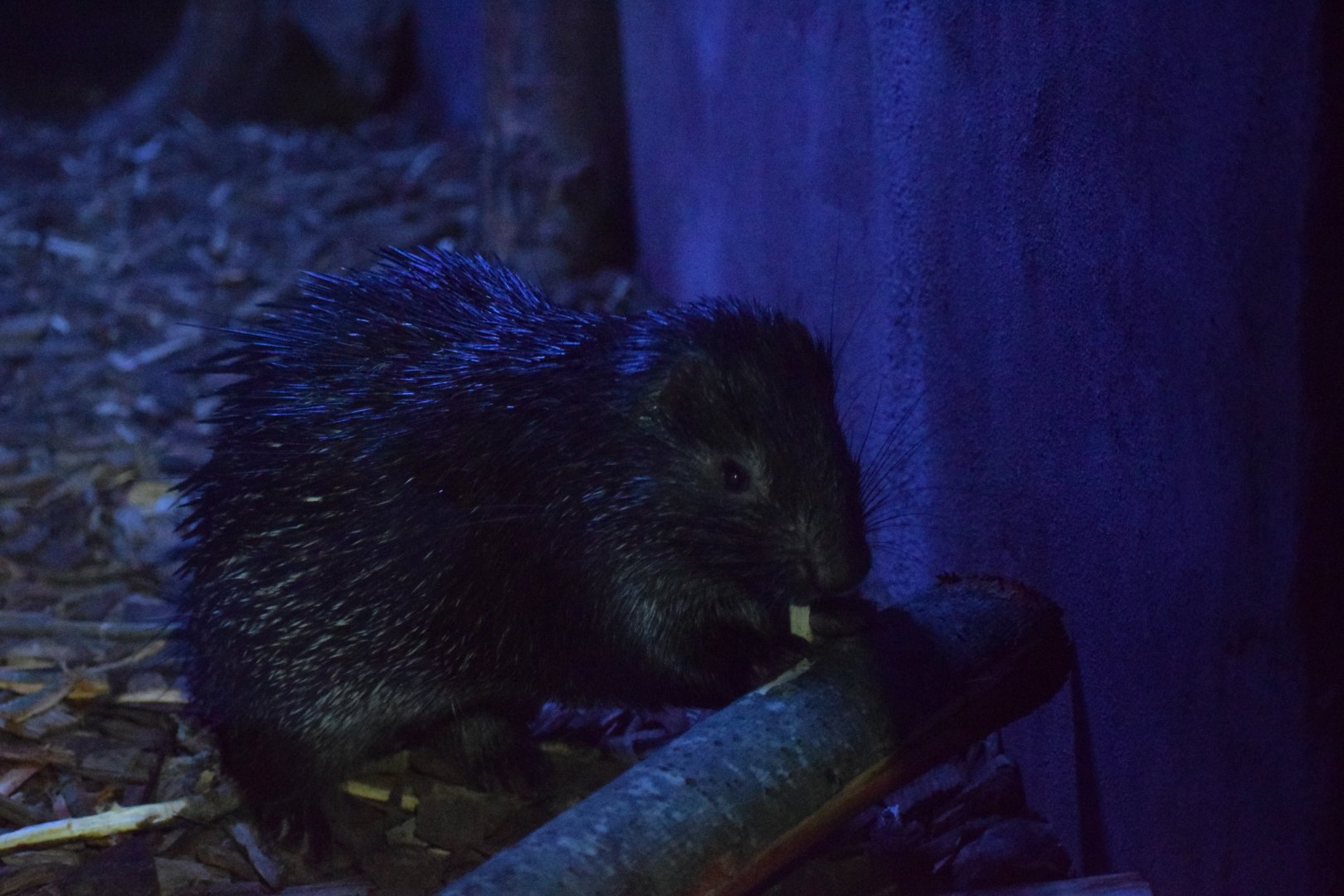 Palawan porcupine