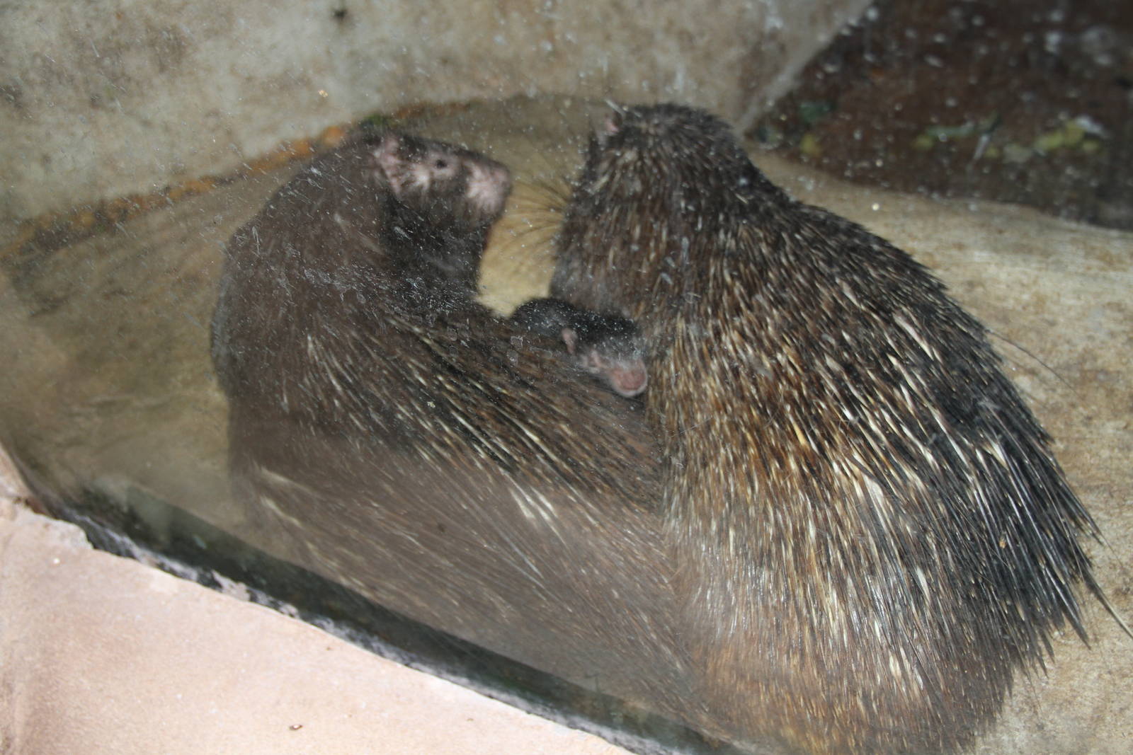 Palawan Porcupines (Hystrix pumila) with young