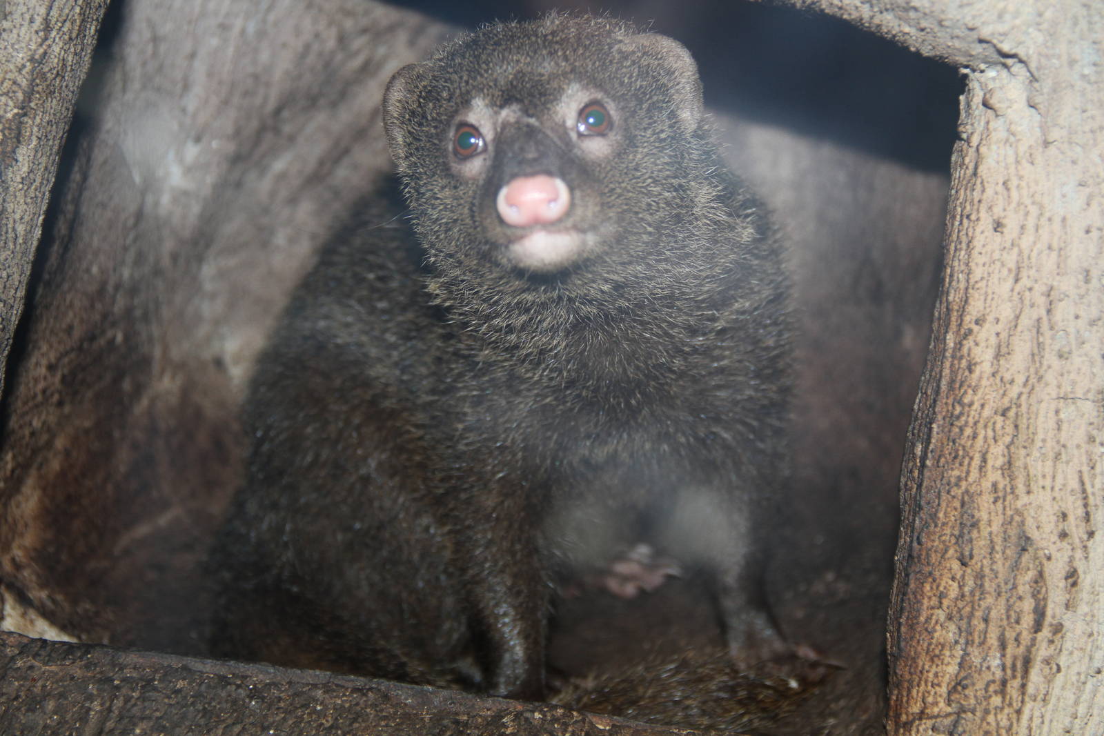 Palawan Short-tailed Mongoose (Herpestes brachyurus palawanus)