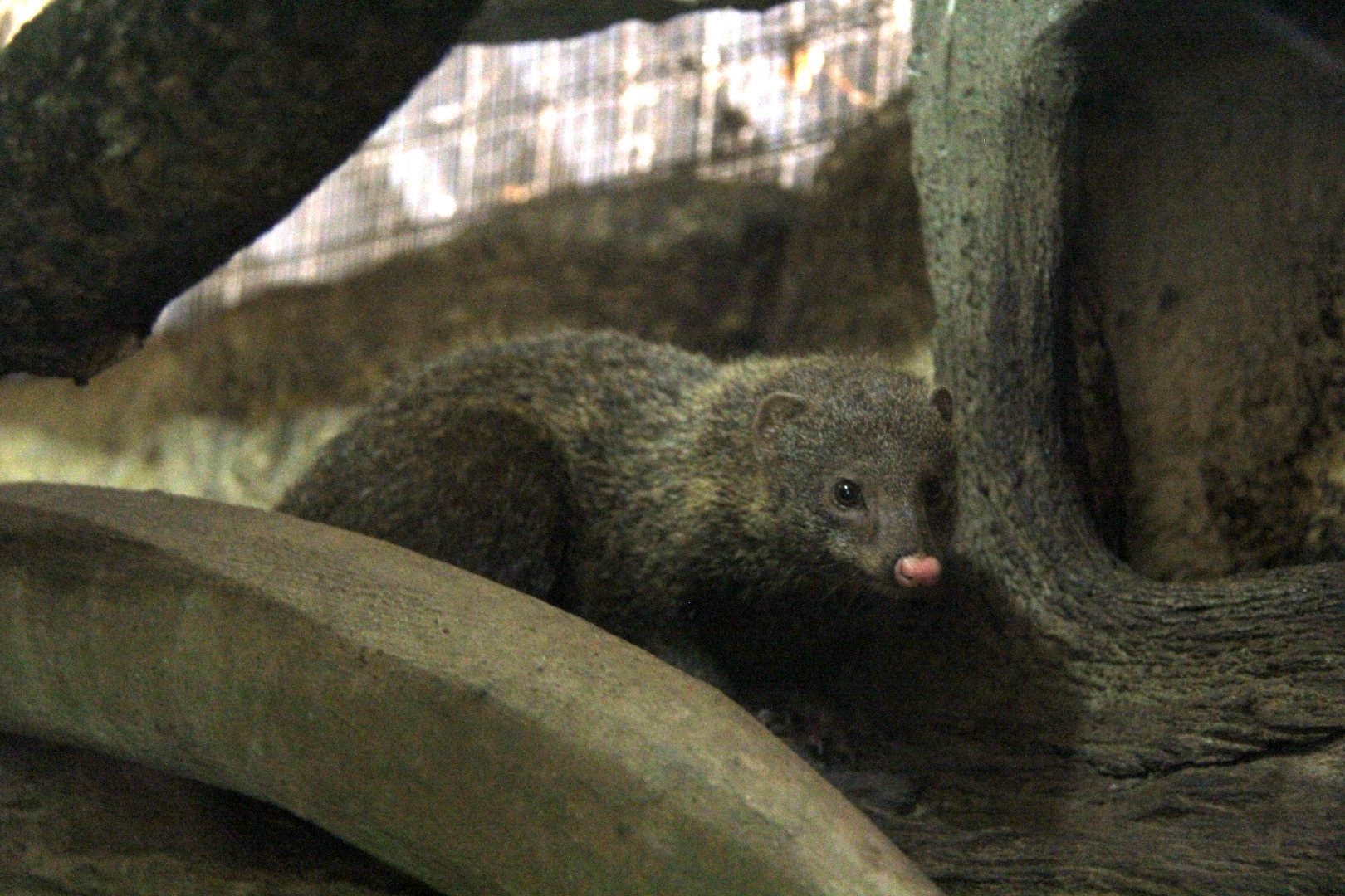 Palawan short-tailed mongoose (Herpestes brachyurus palawanus)