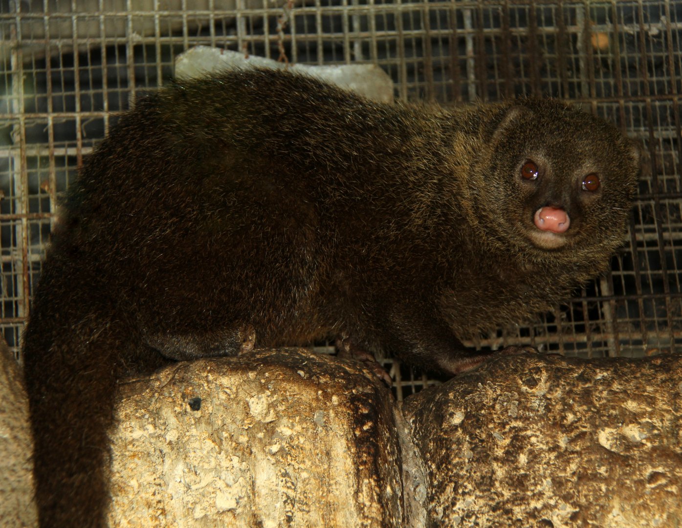Palawan short-tailed mongoose (Herpestes brachyurus palawanus)