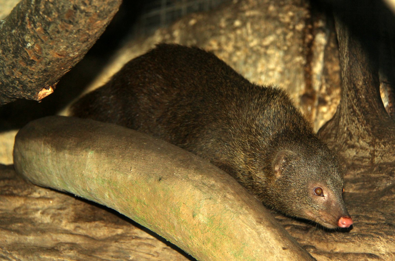 Palawan short-tailed mongoose (Herpestes brachyurus palawanus)