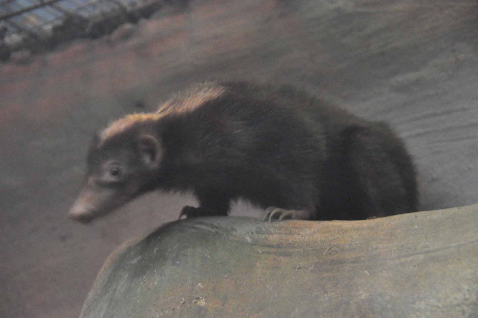 Palawan stink badger/ Mydaus marchei