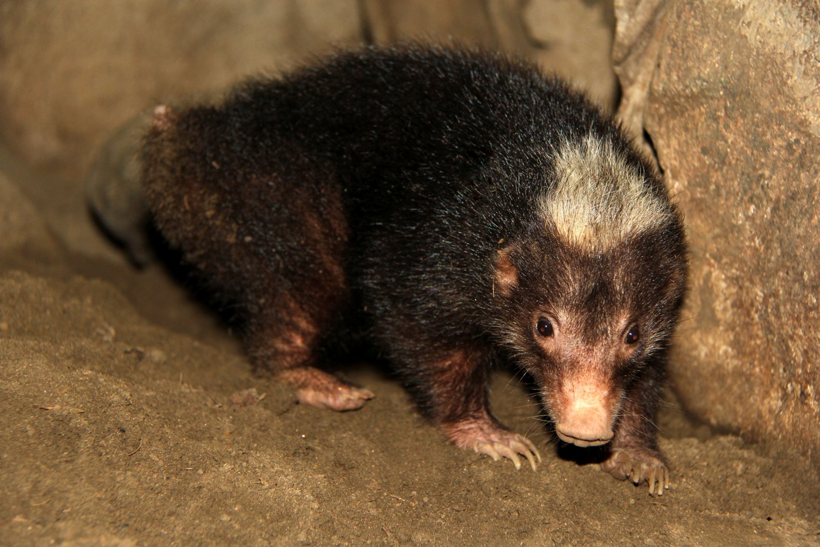 Palawan stink badger (Mydaus marchei)