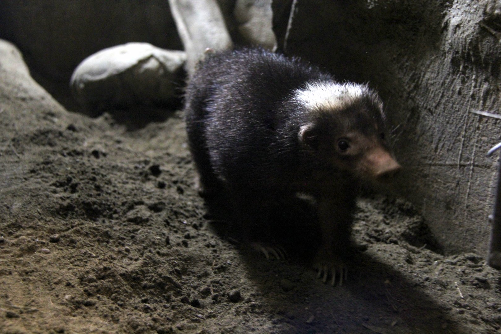 Palawan stink badger (Mydaus marchei)