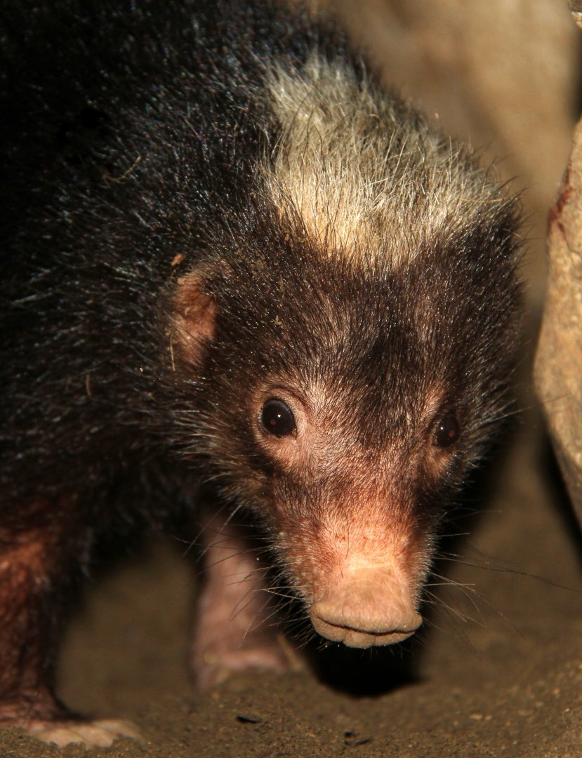 Palawan stink badger (Mydaus marchei)